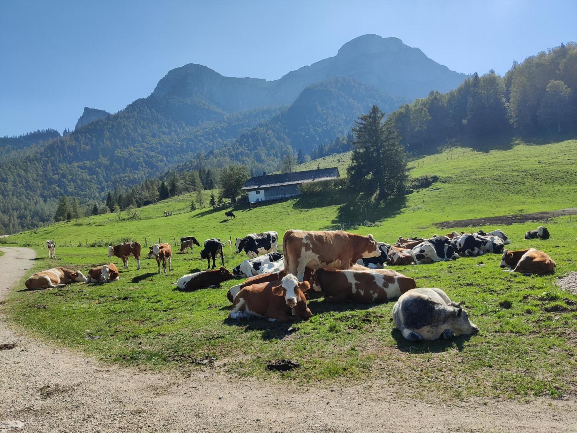 Pension Holzapfel Sankt Georgen im Attergau Exterior foto
